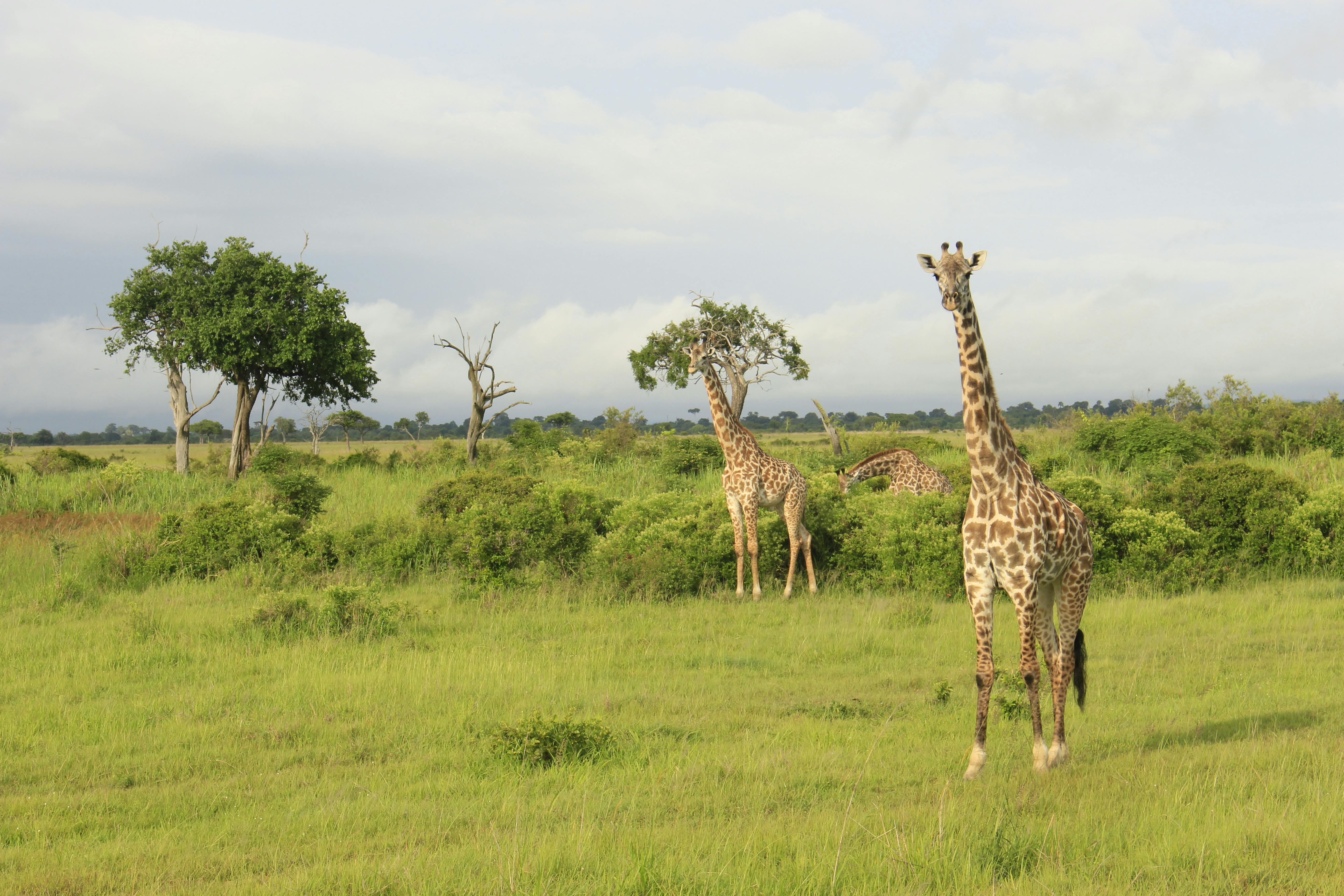 Akagera National Park