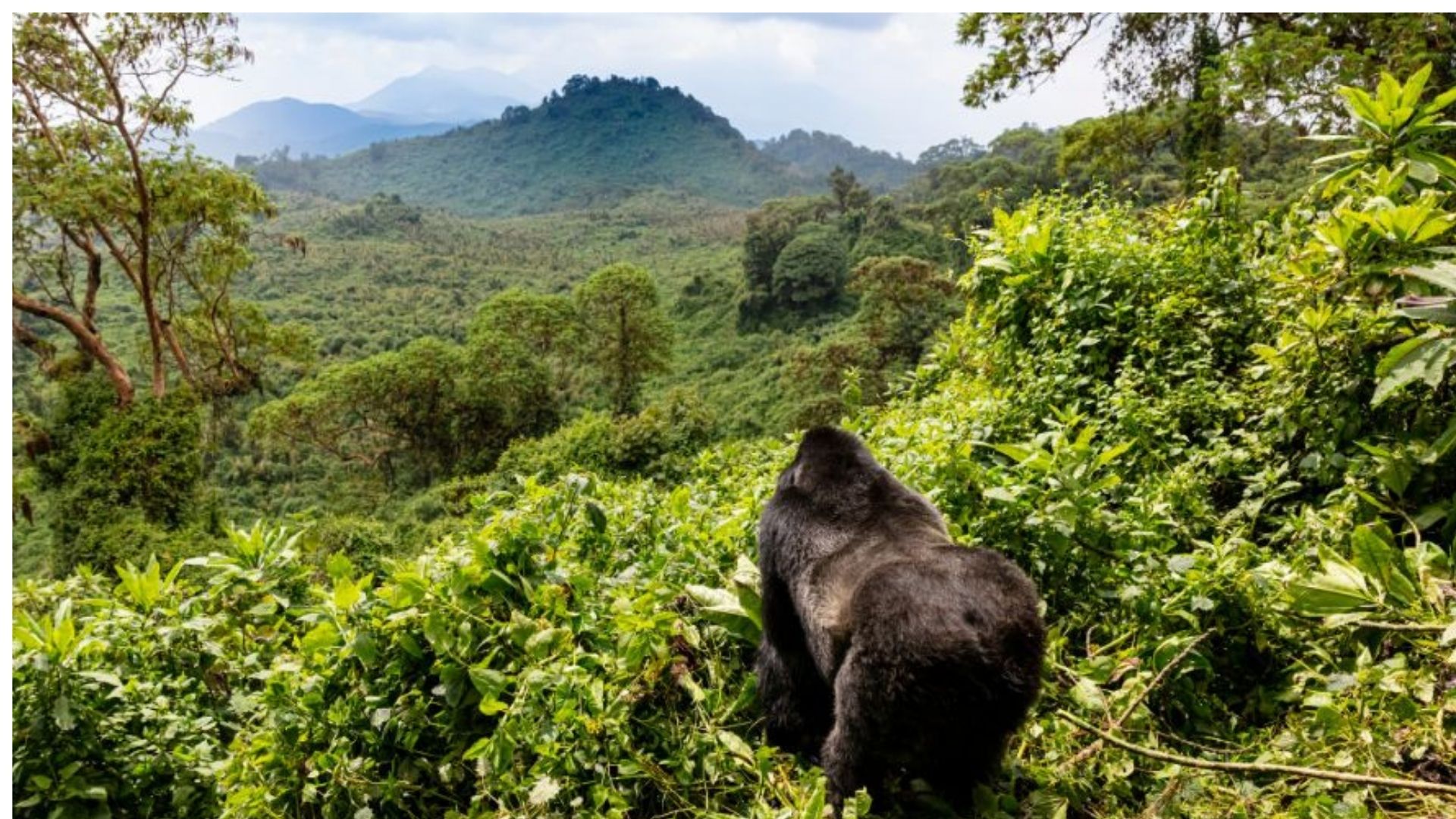 Musanze